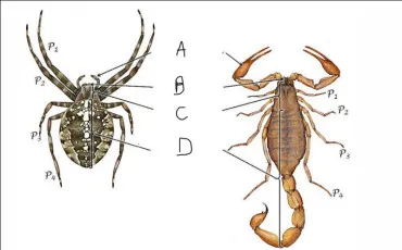Quiz Animaux