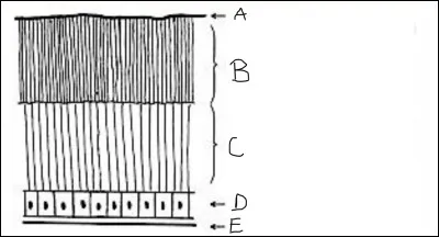 Complétez le schéma suivant.