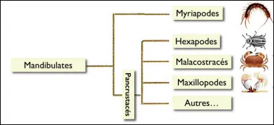 Que regroupe le groupe des Pancrustacés ?