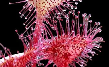 Quiz Plantes carnivores
