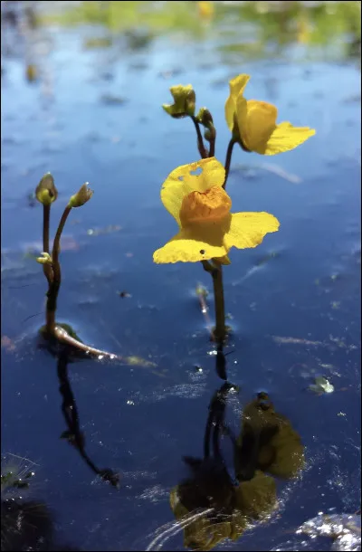 Joli !Son nom est...