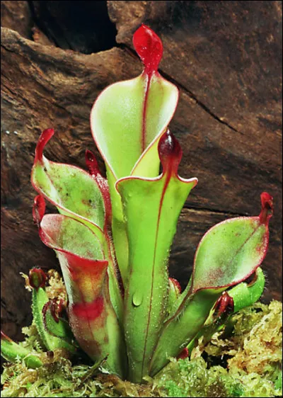 La dernière ! Et donc ça veut dire : un dernier nom à trouver ! Alors ?