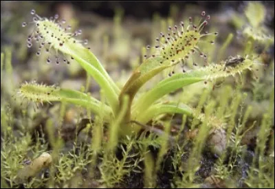 Comment s'appelle cette plante carnivore ?