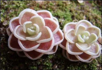 Et cette belle plante carnivore, pensez-vous connaitre son nom ?