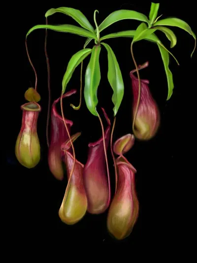 Ces plantes qui ressemblent à des pots, vous les connaissez ?