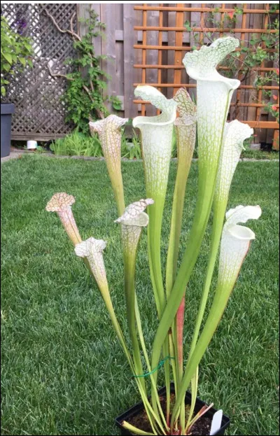 Commemt s'appelle cette belle fleur, mais carnivore ?