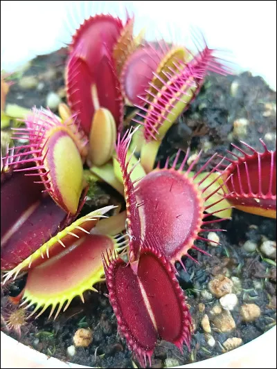 La plante carnivore classique représentée dans les livres d'images !
Mais quel est son nom ?