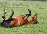 Quiz Galop 1