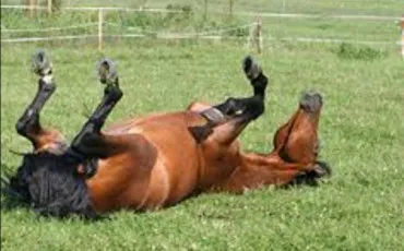 Quiz Chevaux