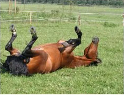 Que fait ce cheval ?
