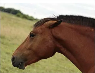 Que signifie quand un cheval a les oreilles couchées en arrière ?