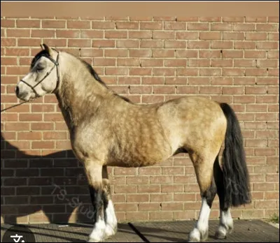 Quelle est sa race ?