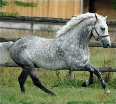 Quelle est sa robe ?