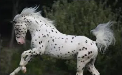 Quelle est sa robe ?