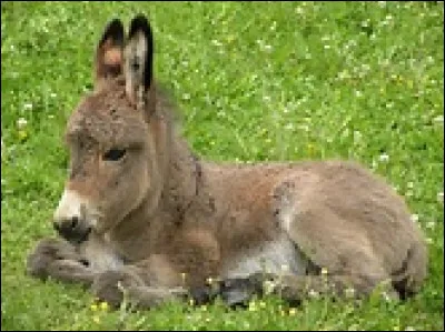 Au XVIe siècle, qui transforma le Chantilly médiéval en une résidence luxueuse ?
