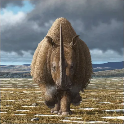 La corne du rhinocéros est composée de