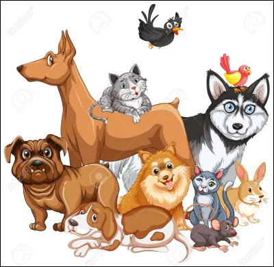 As-tu un animal de compagnie ?