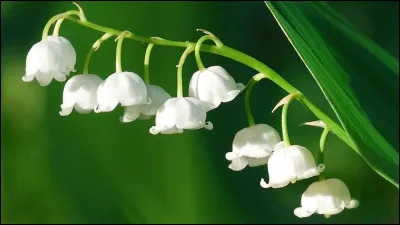 Quel nom donne-t-on habituellement aux petites fleurs blanches du muguet ?