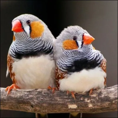 Quel enclos grillagé est utilisé pour élever des oiseaux dornement ?