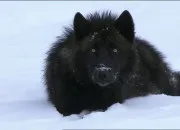 Test Serais-tu plus un canid sauvage ou domestique ?