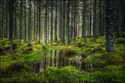Aimes-tu aller en forêt ?