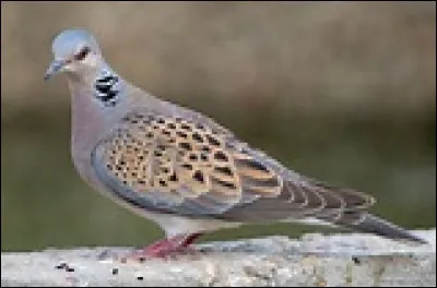 En 1860, est mis en service un passage ferroviaire sur la Garonne à Bordeaux. Comment l'ont-ils appelé ?
