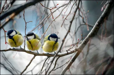 Quel roi a été le dernier des Valois ?