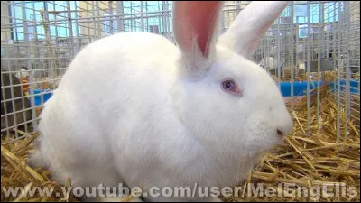 Est-ce que tu préfères le lapin angora, le lapin de garenne, le lapin bélier ou le géant du Bouscat ?