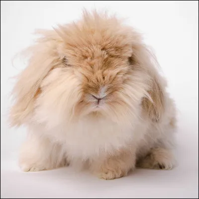 Aimes-tu les lapins à longs poils ?