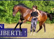 Test Quel cheval/poney de ''Three Hearts'' es-tu ?