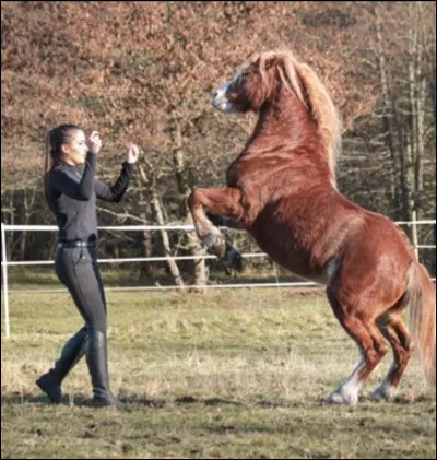 Si tu pouvais être propriétaire, quel type d'équidé choisirais-tu ?