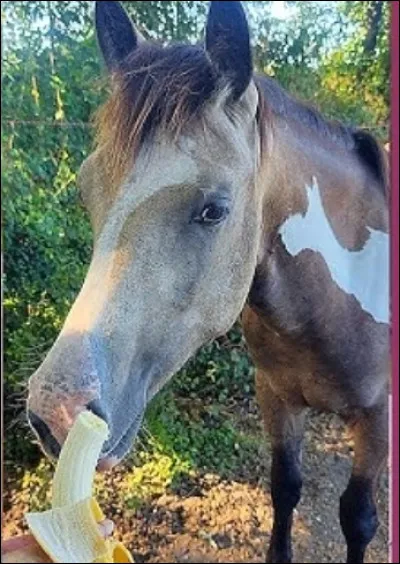 Qu'aimes-tu chez les chevaux ?