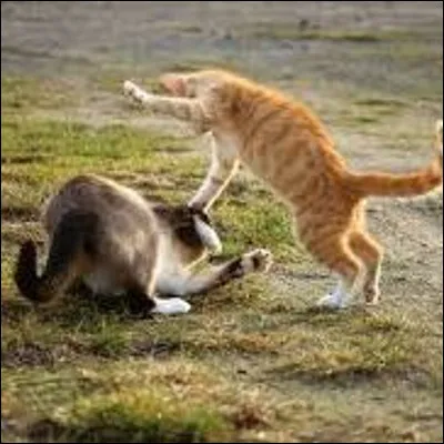 Deux guerriers se battent lors de l'Assemblée. Les sépares-tu ?