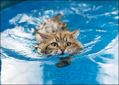 Deux chatons se noient. Vas-tu les sauver ?