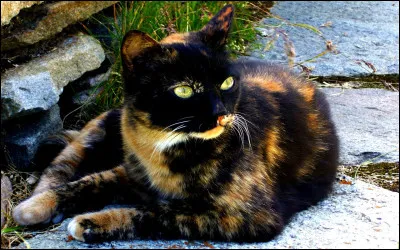 Ton chef t'envoie chasser seul mais tu n'as pas envie. Y vas-tu ?