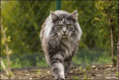 Un chef traverse ton territoire. L'arrêtes-tu ?