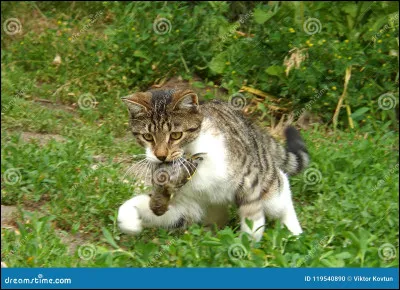 Ta proie traverse la frontière d'un autre clan. Ton mentor t'invite à y aller. Vas-tu y aller ?