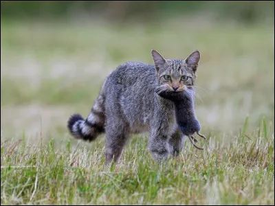 Tu attrapes une proie. La manges-tu maintenant ?