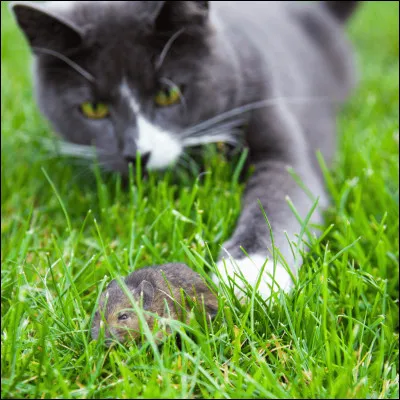 Deux chatons jouent avec une proie écrabouillée. Les grondes-tu ?