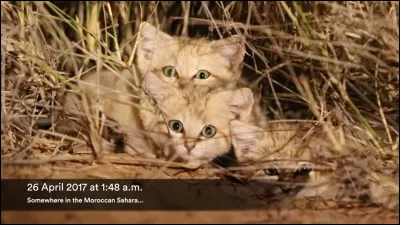 Tu es le chef du Clan de la Rivière.
Tu regardes les chatons. Un a l'air prêt à commencer l'entraînement. Pourtant il n'a que cinq lunes. Le nommes-tu quand même ?