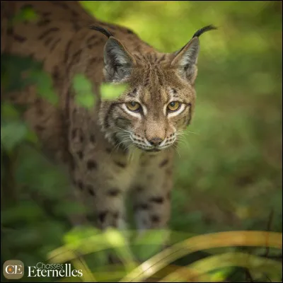 Ton chef meurt. C'est un de ses héritiers qui devient chef. Est-ce correct ?