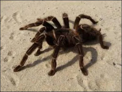 Cette grosse araignée est une ...