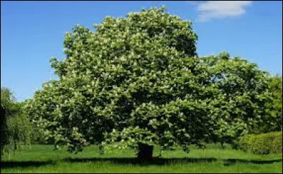 Cet arbre est un ...