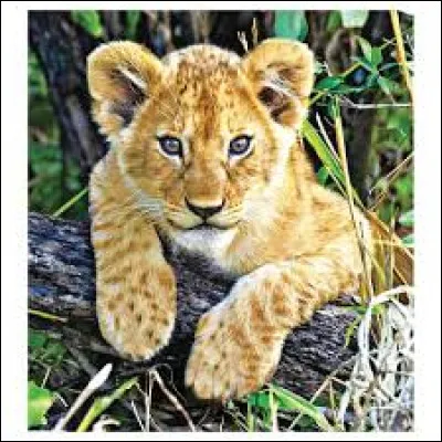 Quel est son nom de chaton ? (Ne vous fiez pas à l'image !)