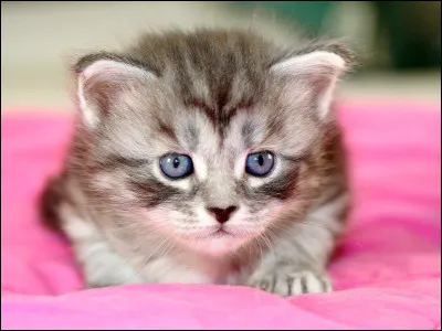 Tu es un chaton nommé...