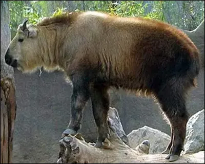Quel est le nom de cet animal issu du croisement entre une bisonne et un taureau yack ?