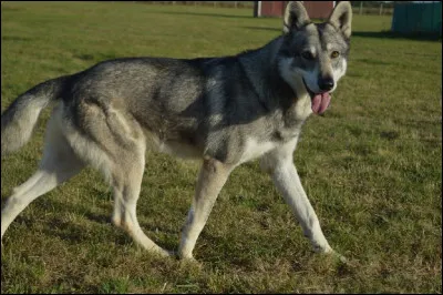 Quel est le nom de cet animal issu du croisement entre une chienne et un loup ?