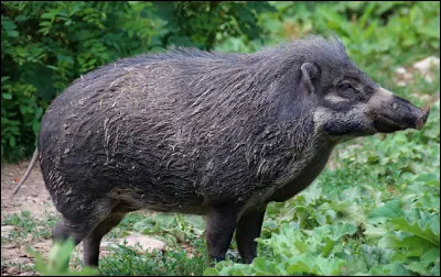 Quel est le nom de cet animal issu du croisement entre une laie et un verrat ?