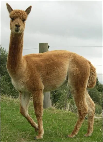 Quel est le nom de cet animal issu du croisement entre un alpaga femelle et un lama mâle ?