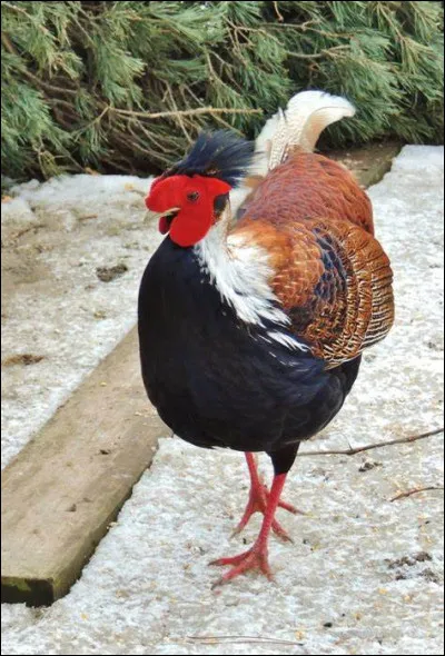 Quel est le nom de cet animal issu du croisement entre une poule est un faisan ?